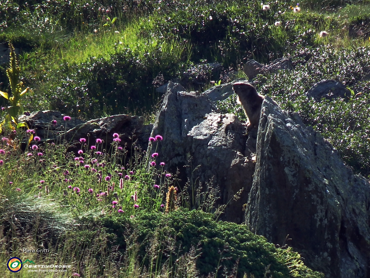 10 Marmotta salendo ai laghetti del Poris....JPG